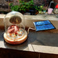 Solar Night Light Sea urchin lamp Interesting gifts for kids desktop ornaments decoration