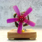 Mendocino Motor  solar toy Free energy magnetic suspension Science physics toy